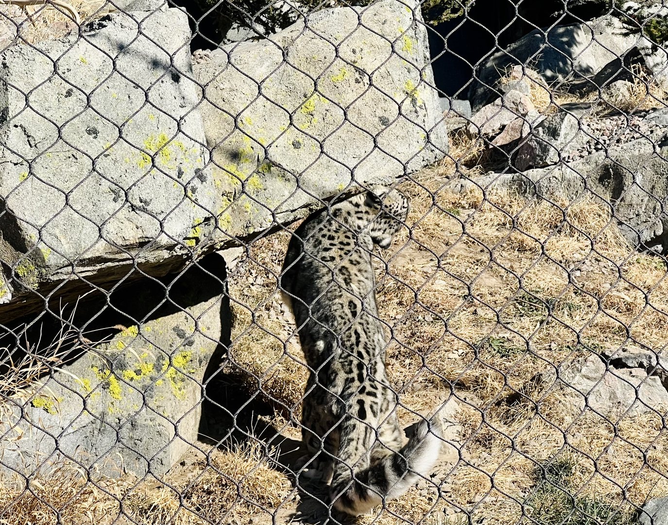 Snow Leopard scent marking