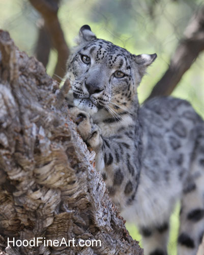 snow leopard scratching