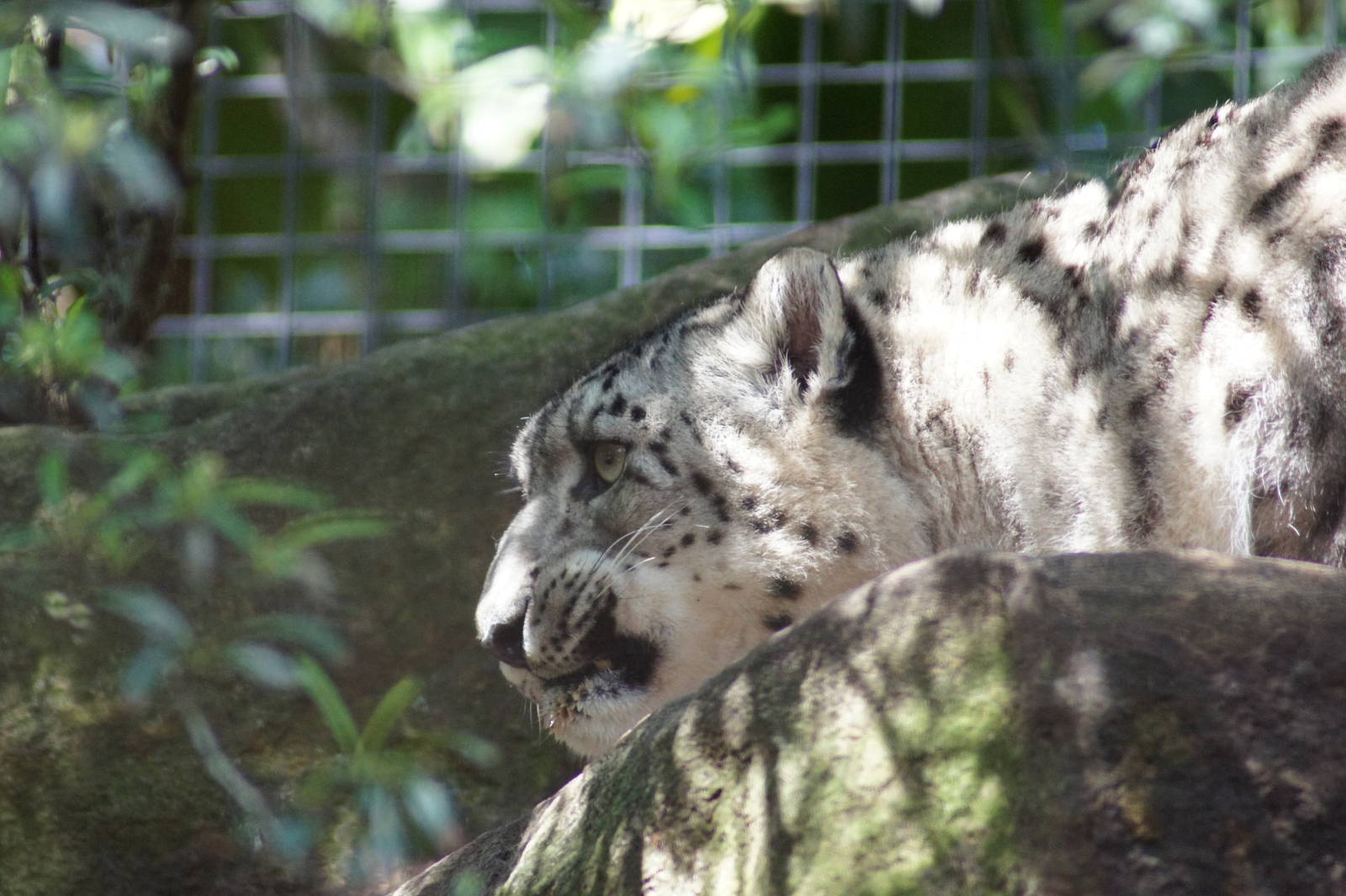 Snow Leopard 'Semara'