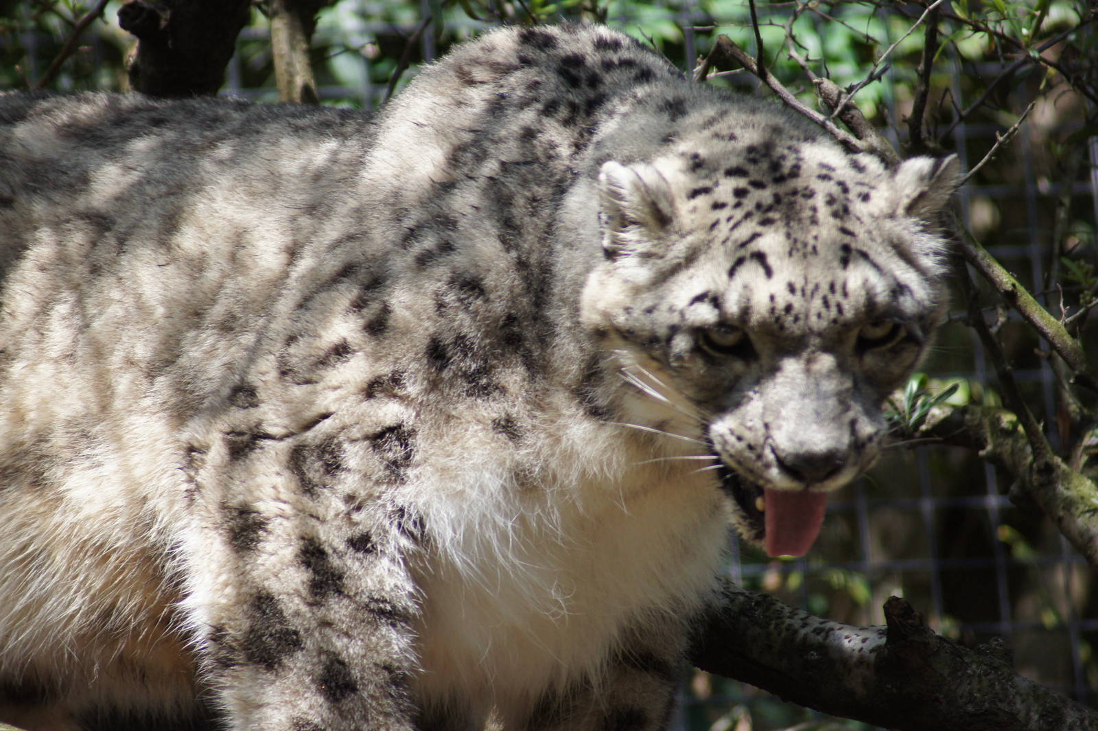 Snow Leopard 'Semara'