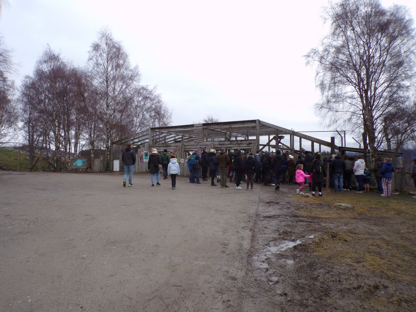 Snow leopard separation cage 5.4.24