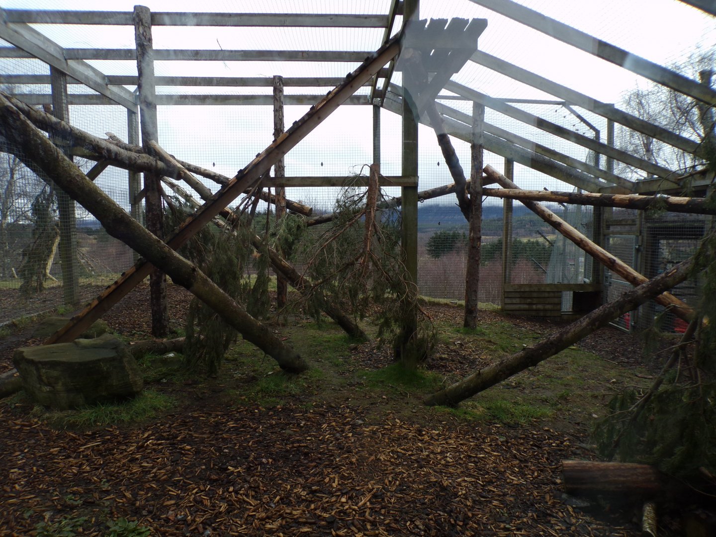 Snow leopard separation cage 5.4.24