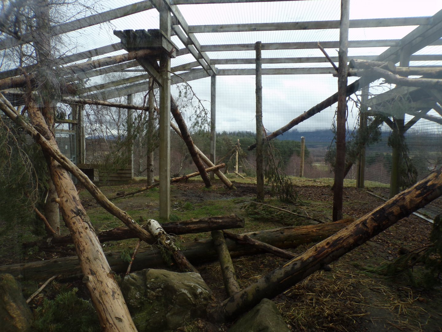 Snow leopard separation cage 5.4.24