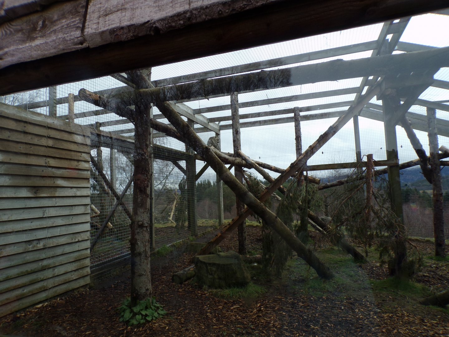 Snow leopard separation cage 5.4.24