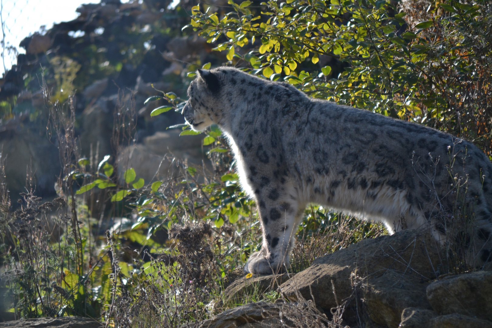 Snow Leopard - September 2015