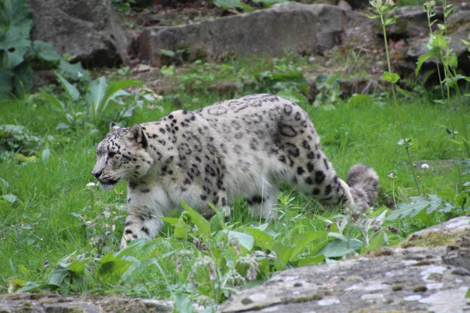 Snow Leopard - September 2018