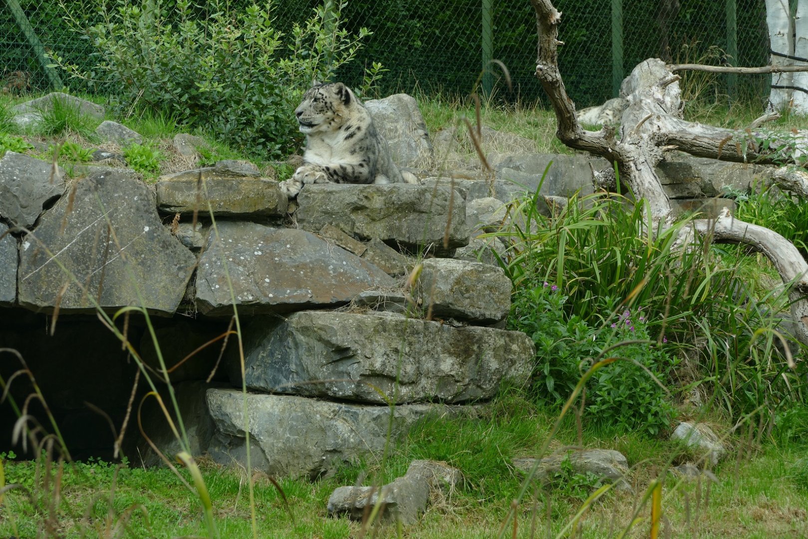 Snow leopard, September 2018