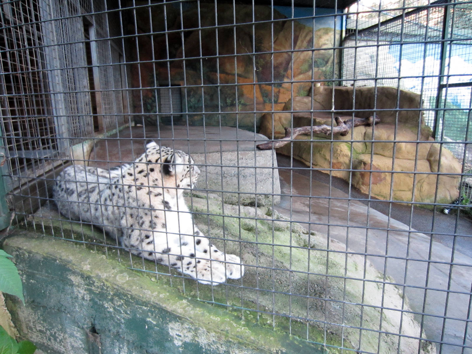 Snow Leopard sheltered part of enclosure
