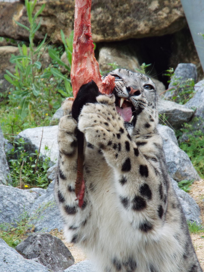 Snow Leopard, Shen. Banham Zoo