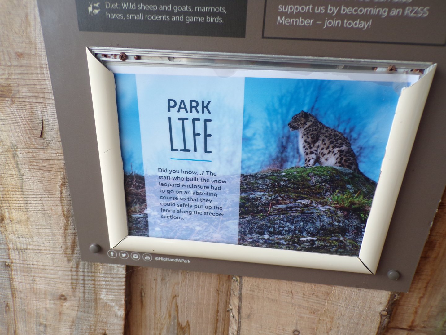 Snow leopard sign 5.4.24