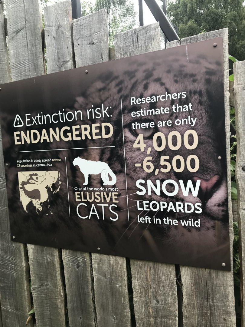 Snow leopard sign