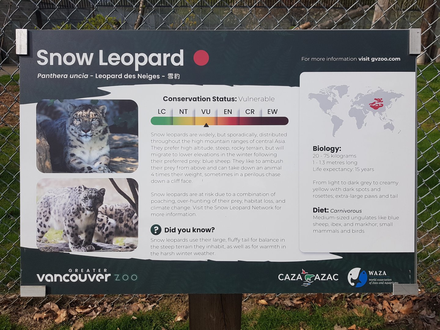Snow Leopard Sign