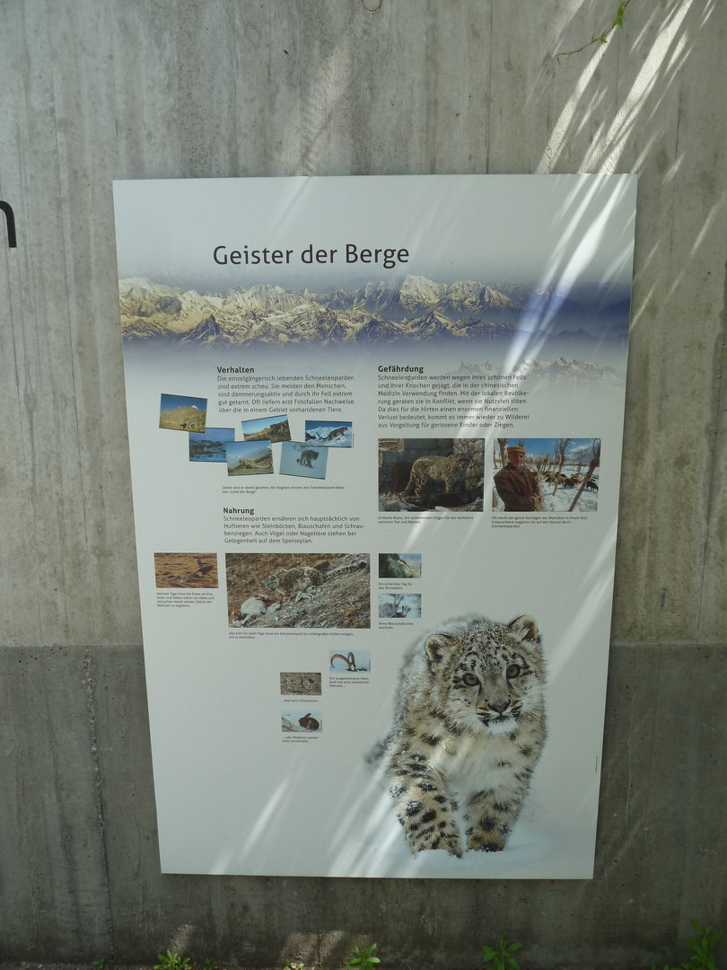 Snow leopard sign