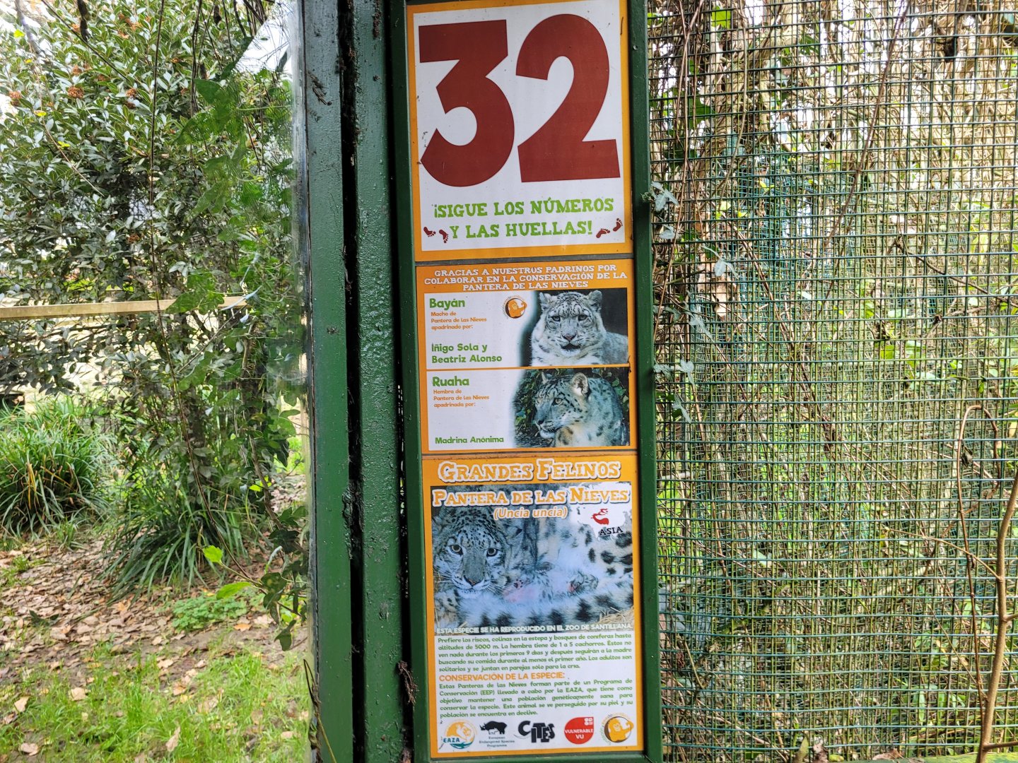 Snow leopard signae -Zoo de Santillana del Mar (2023)