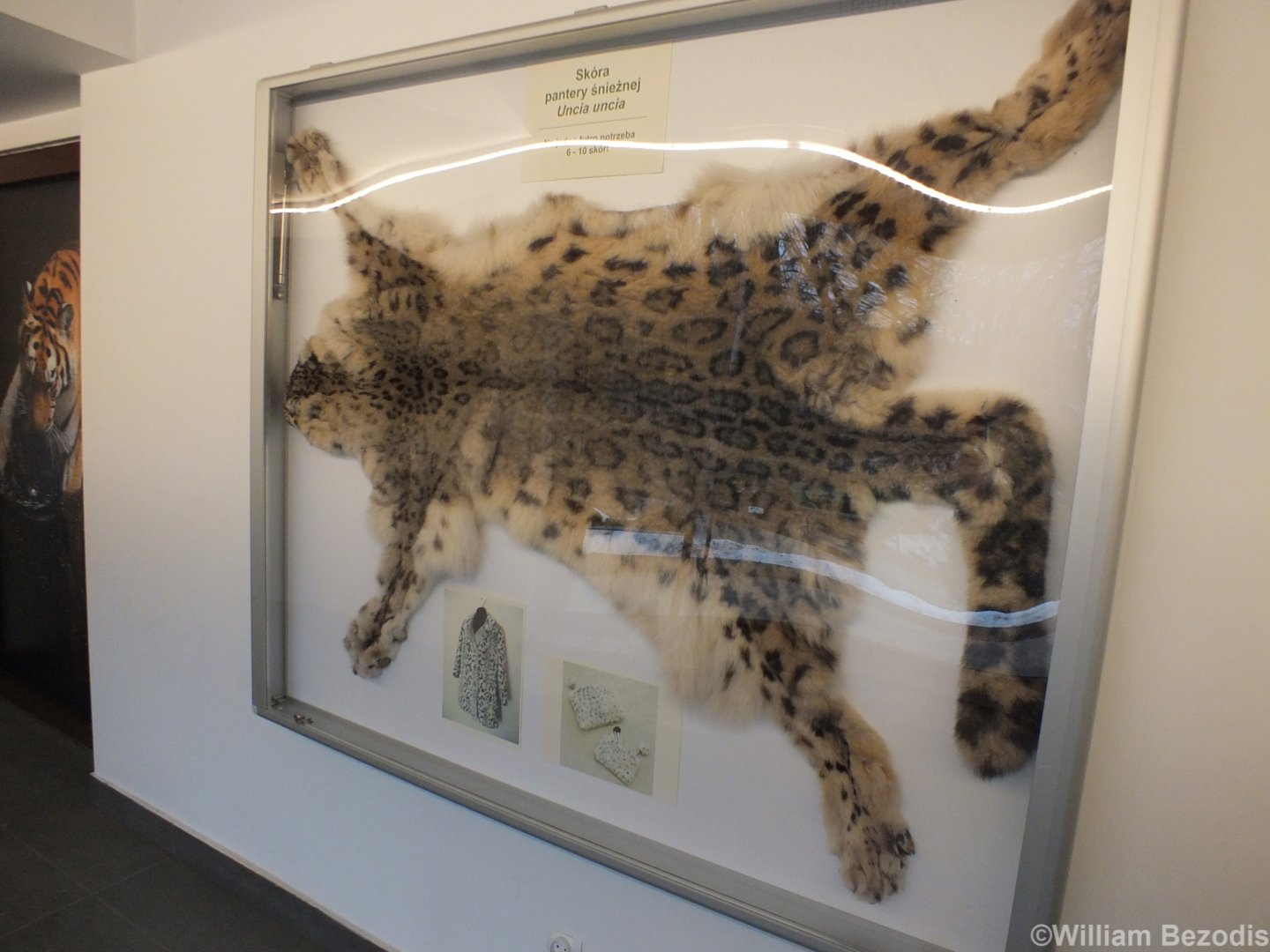 Snow Leopard Skin in CITES Room