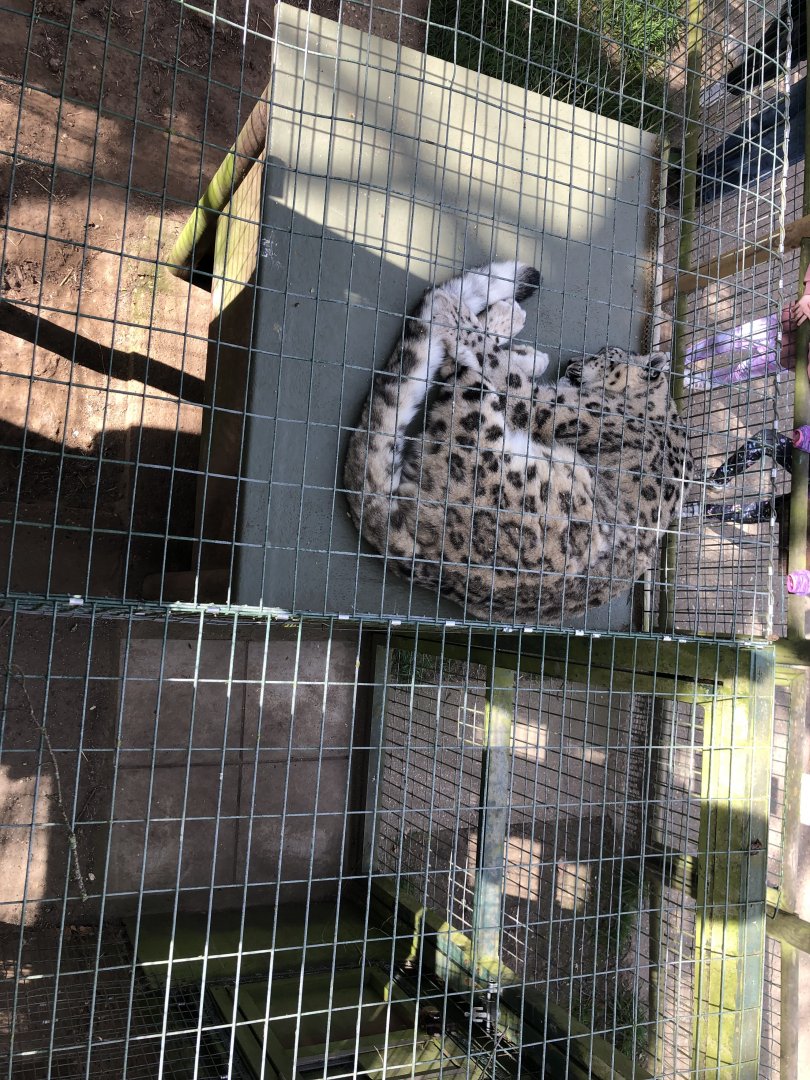 Snow leopard sleeping at thrigby hall wildlife gardens