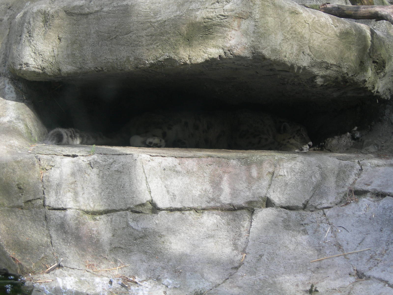 snow leopard sleeping under rock