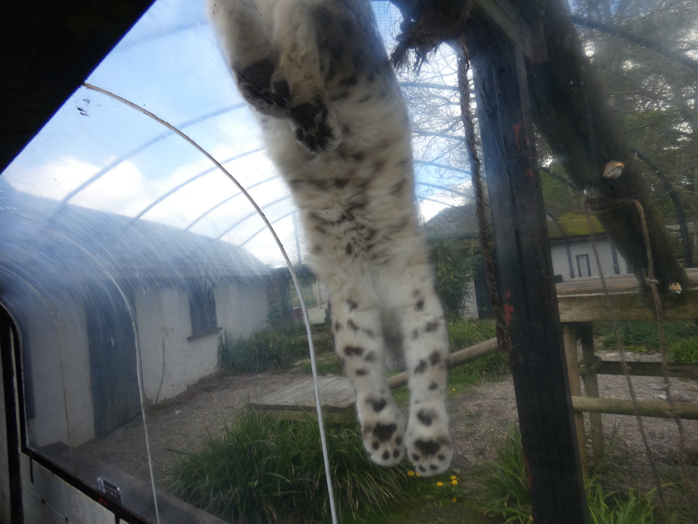 Snow leopard sliding down viewing tunnel