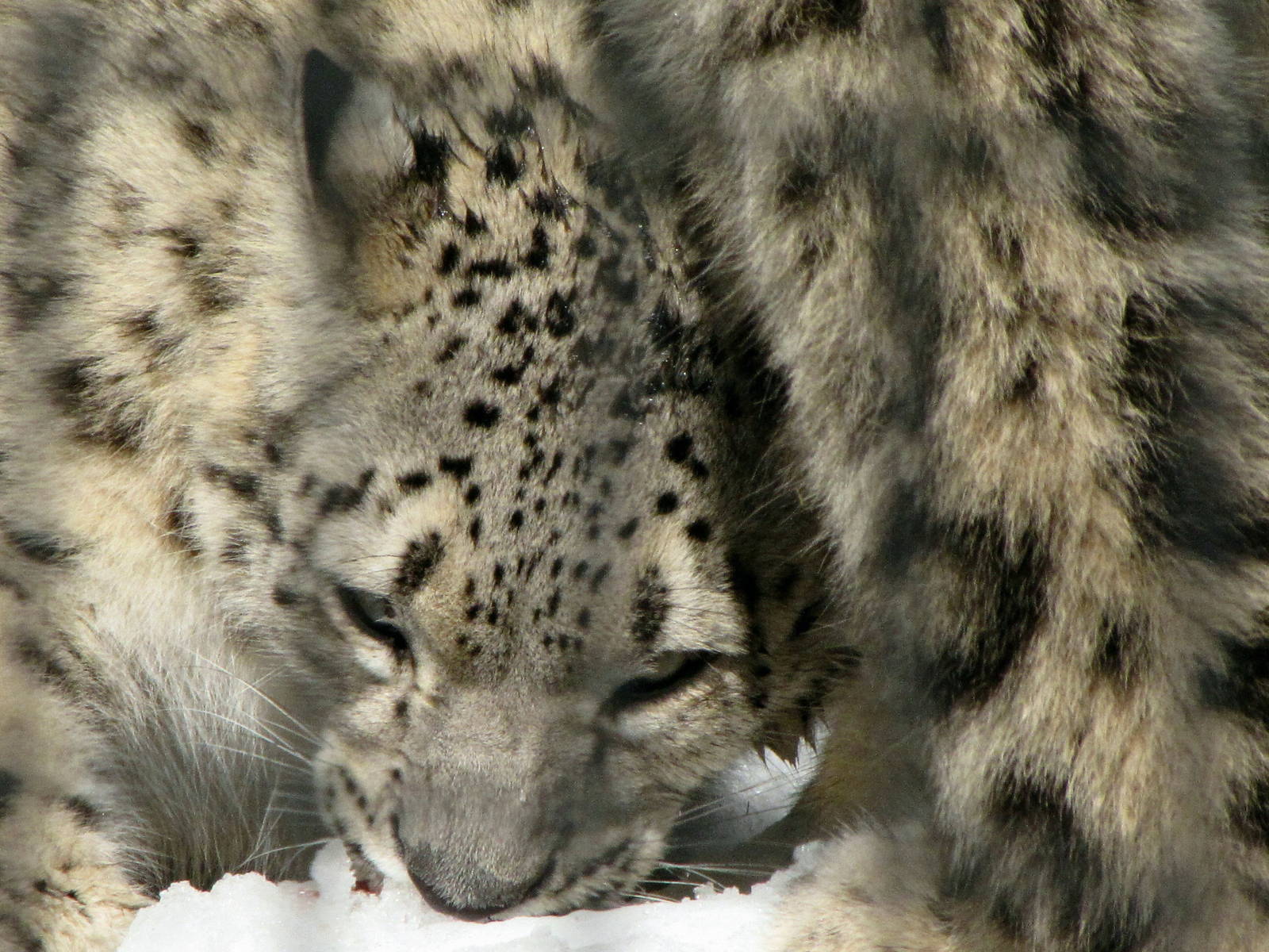 Snow Leopard: Snow Day 2