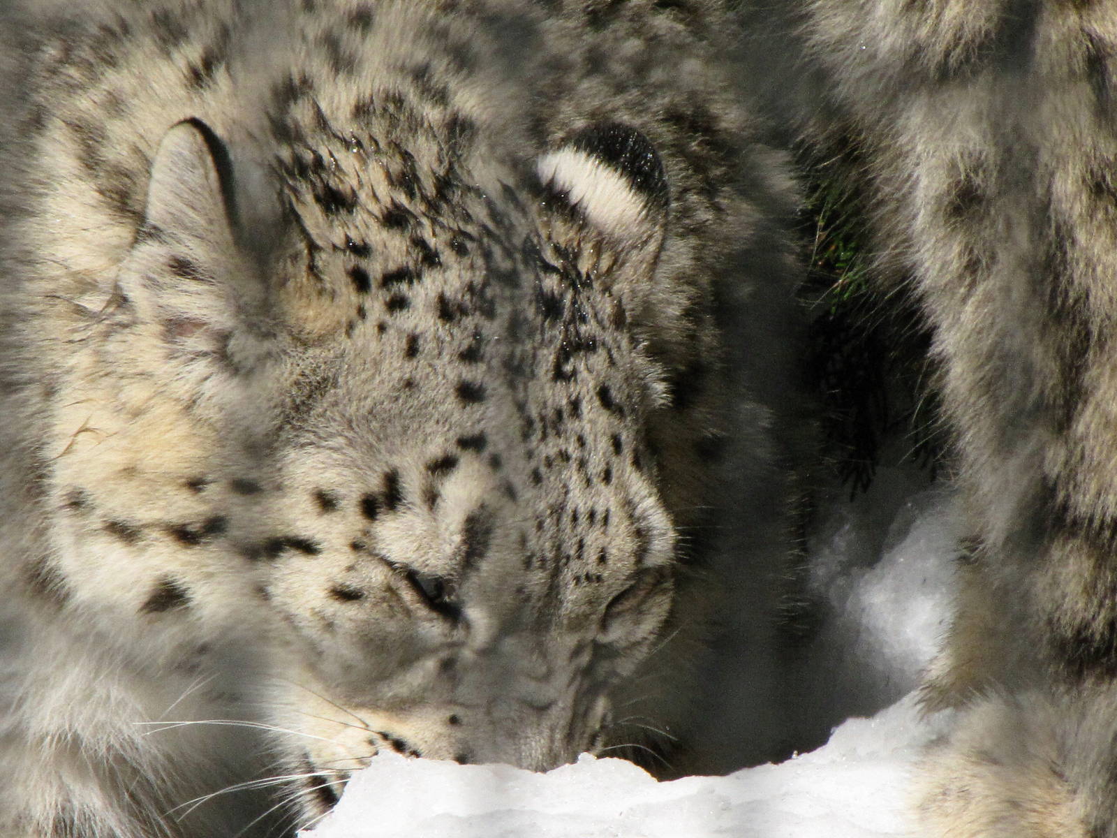 Snow Leopard: Snow Day 2