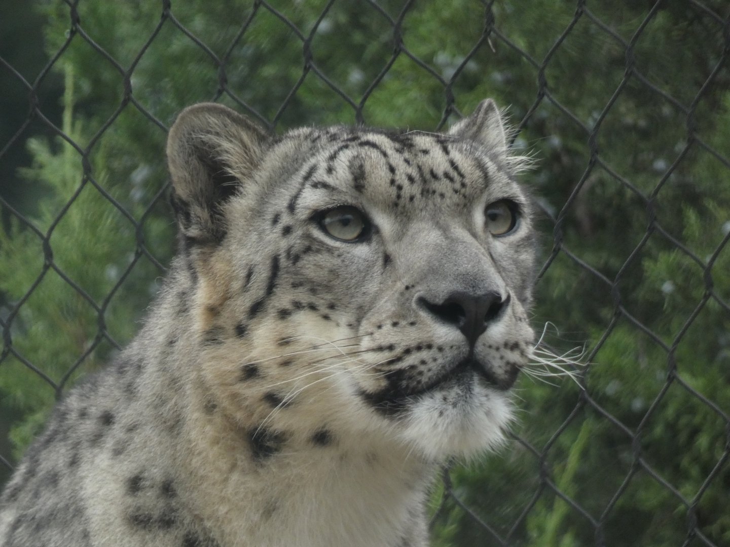 Snow Leopard, Snow Leopard Pass - Sep. 2020