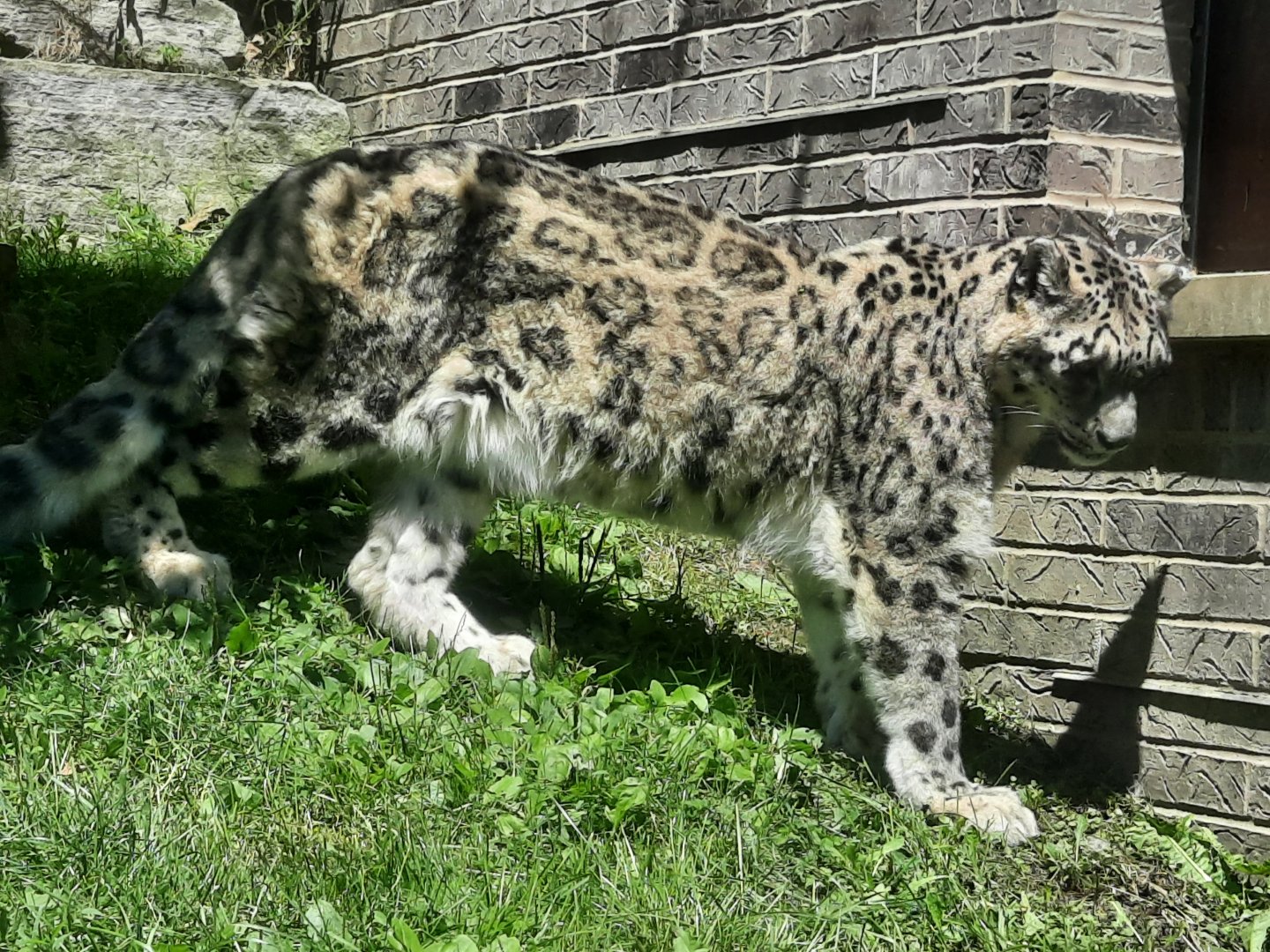 Snow Leopard- Sombra