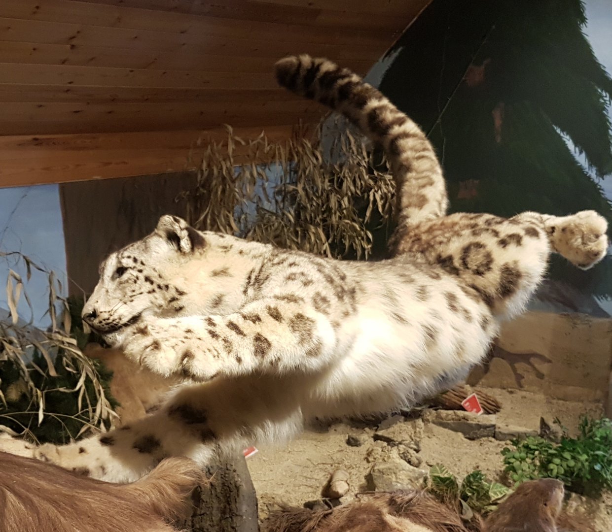 Snow leopard-specimen