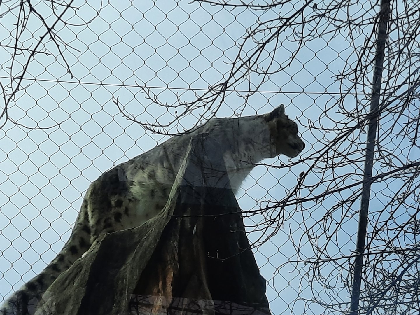 Snow Leopard - Tai Lung