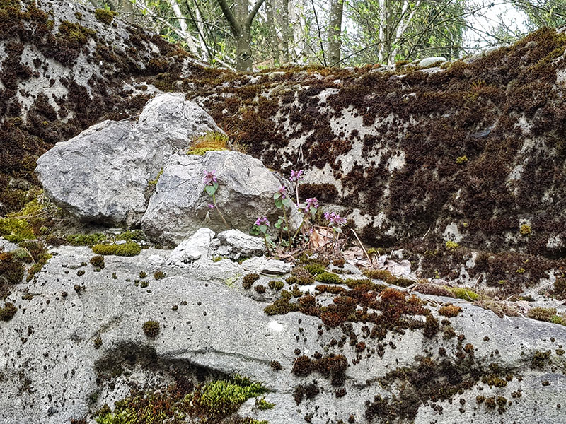 Snow leopard theming detail
