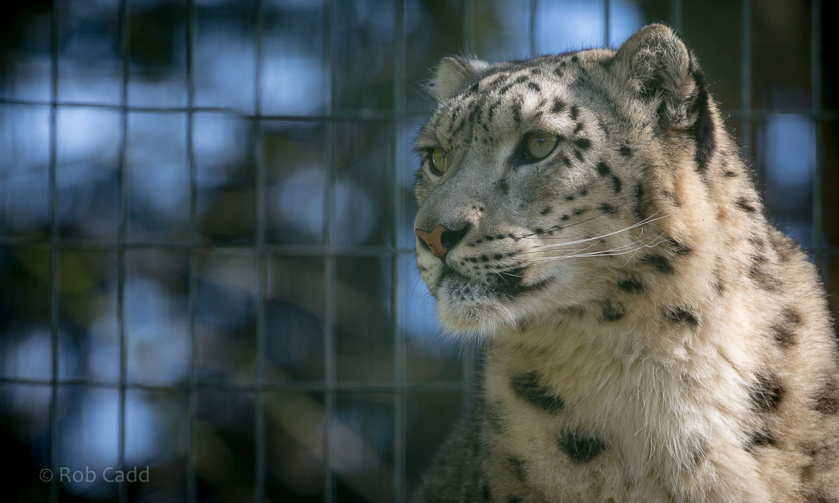Snow leopard : Thrigby Hall : 25 Mar 2016