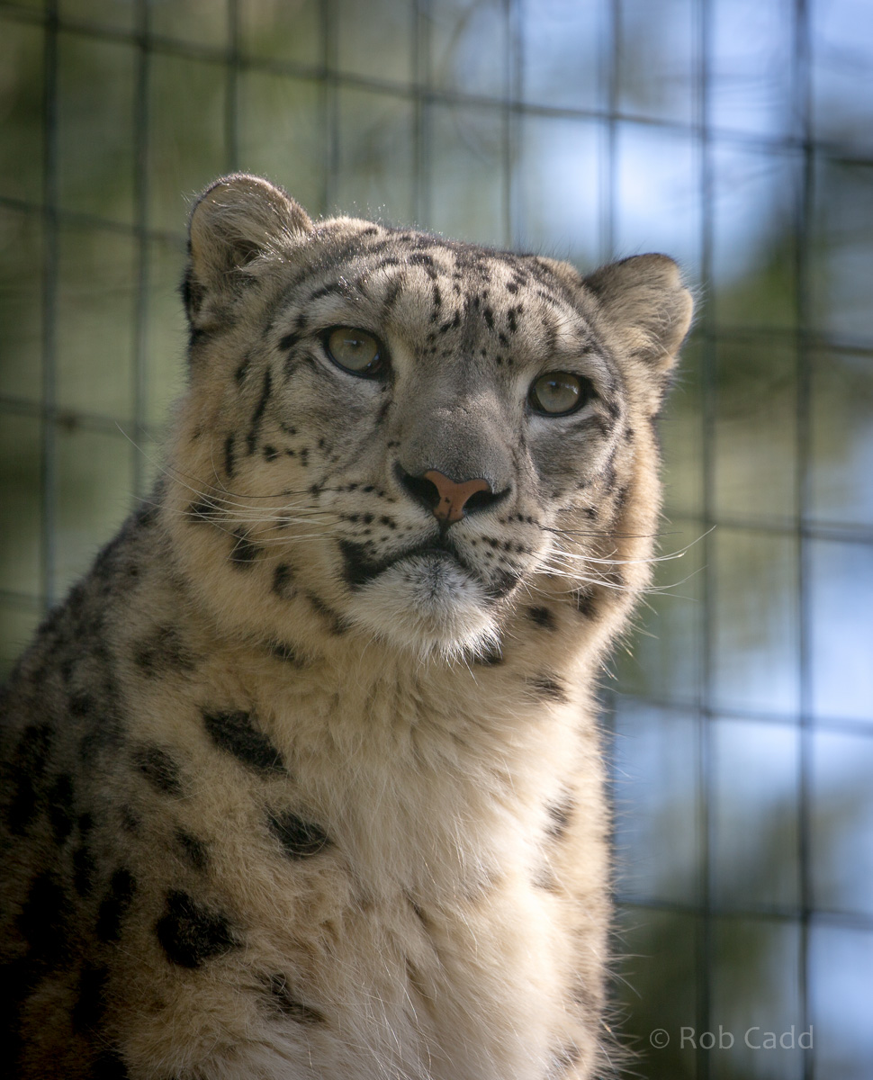 Snow leopard : Thrigby Hall : 25 Mar 2016