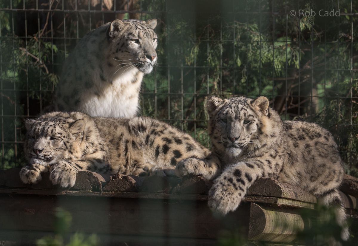 Snow leopard : Thrigby Hall : 25 Mar 2016