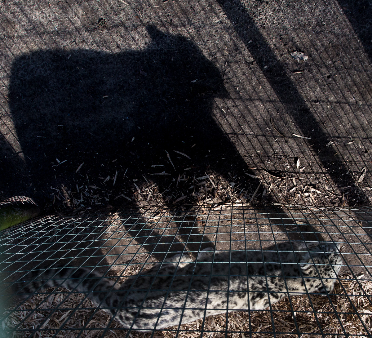 Snow leopard : Thrigby Hall : 25 Mar 2016