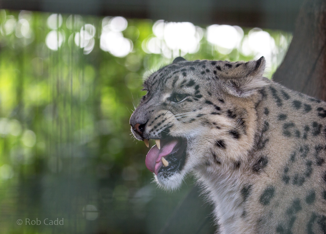 Snow leopard : Thrigby Hall : 26 Sep 2017