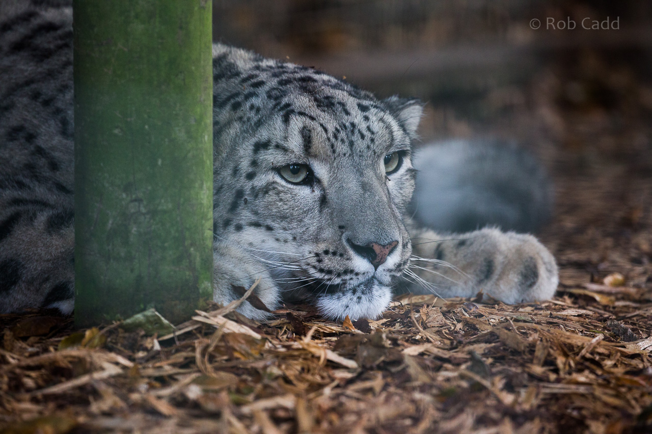 Snow leopard : Thrigby Hall : 26 Sep 2017