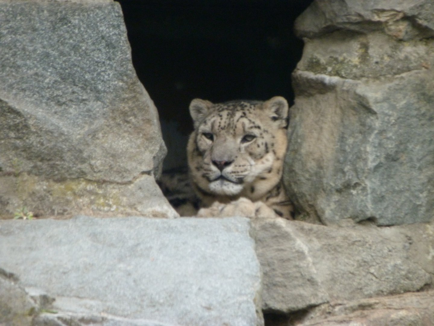 Snow leopard -Tierpark Berlin (2024)