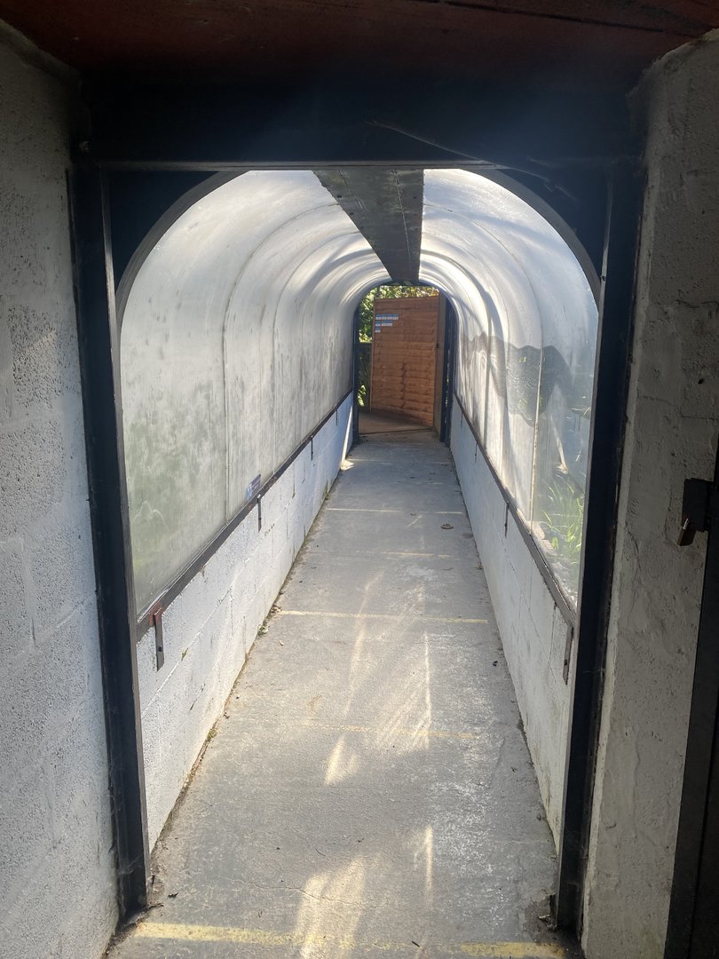 Snow leopard tunnel 230922