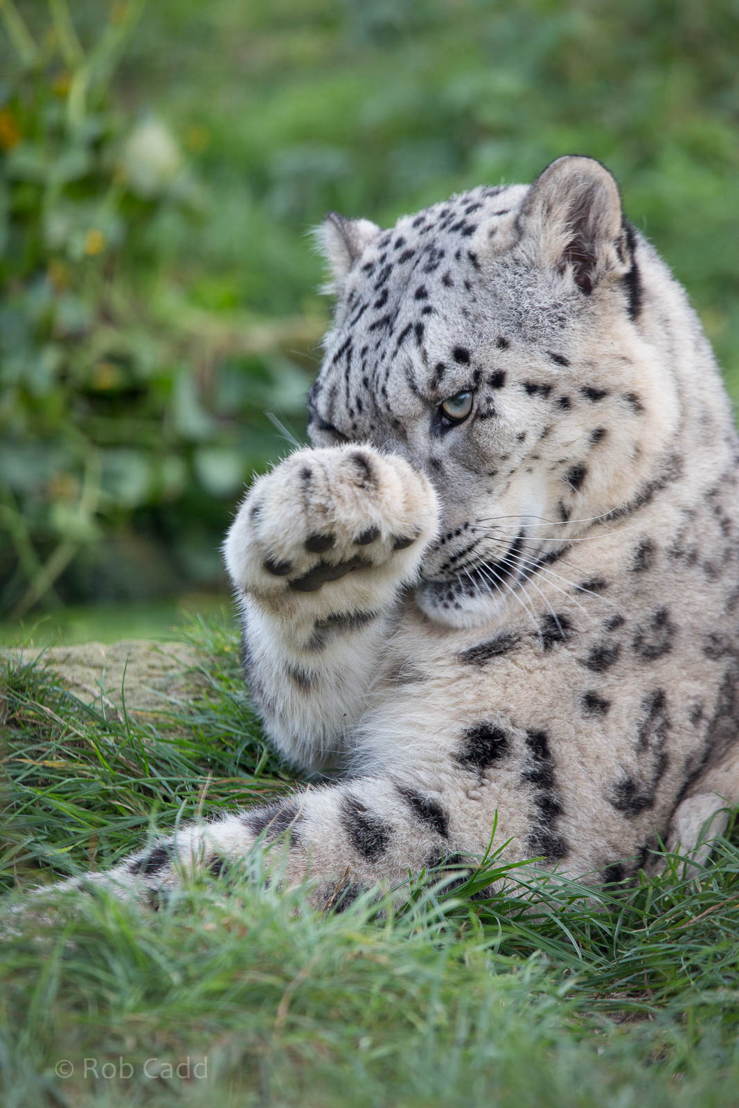 Snow leopard : Twycross : 03 Oct 2014