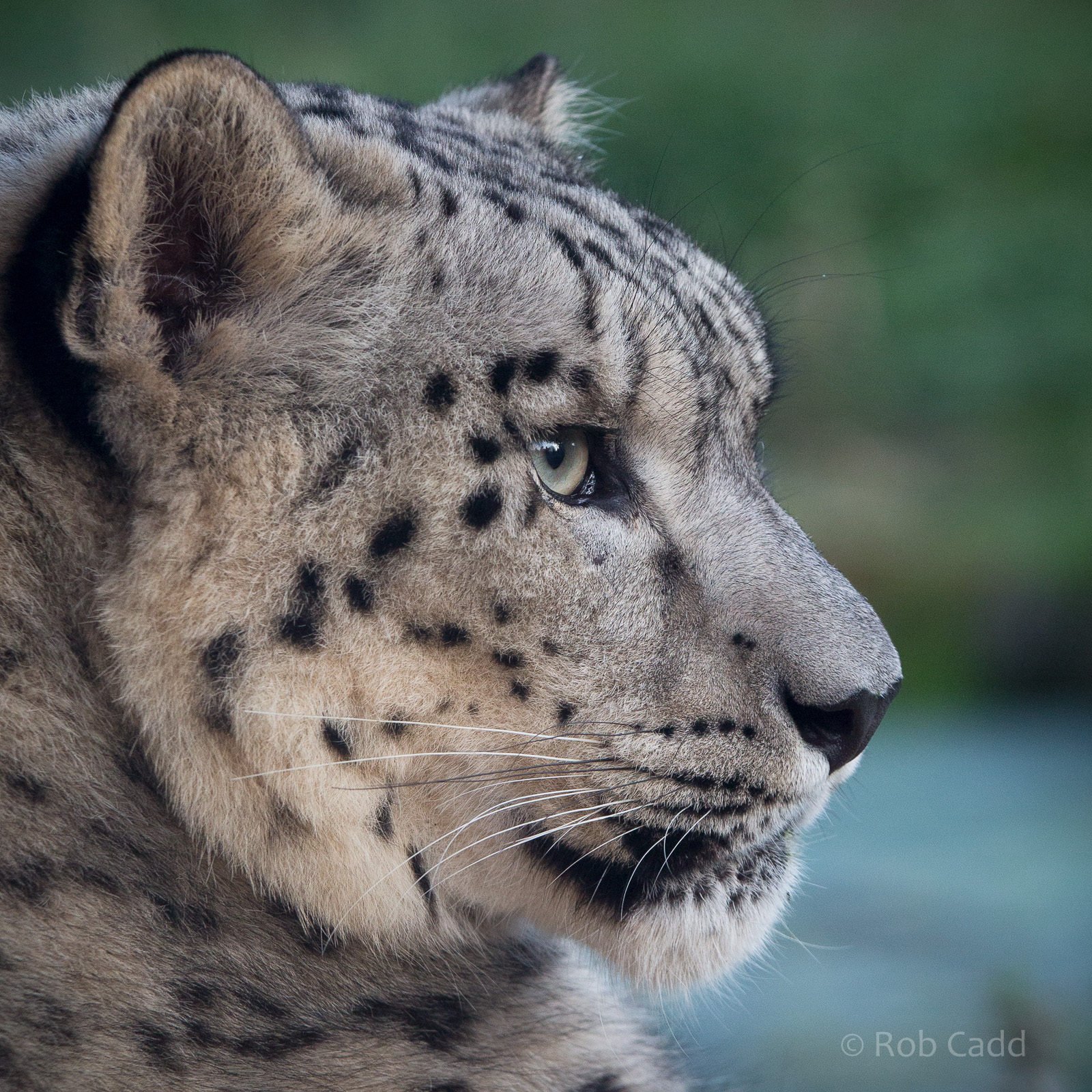 Snow leopard : Twycross : 03 Oct 2014