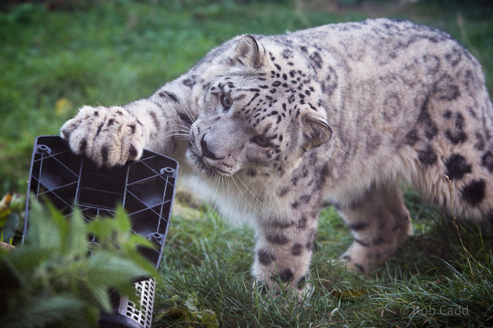 Snow leopard : Twycross : 03 Oct 2014