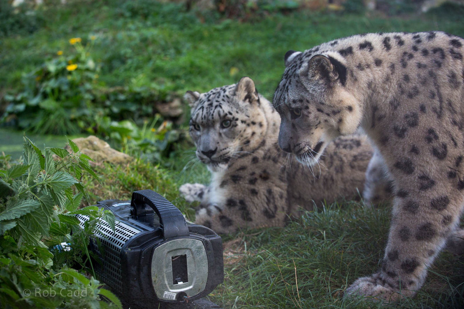 Snow leopard : Twycross : 03 Oct 2014