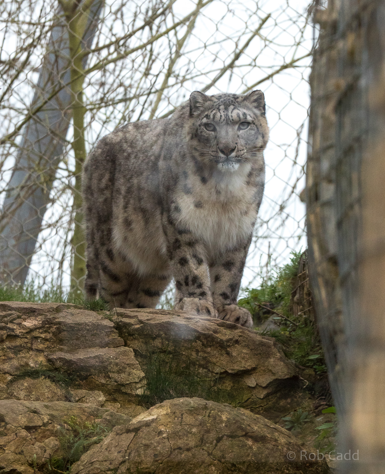 Snow leopard : Twycross : 18 Mar 2017