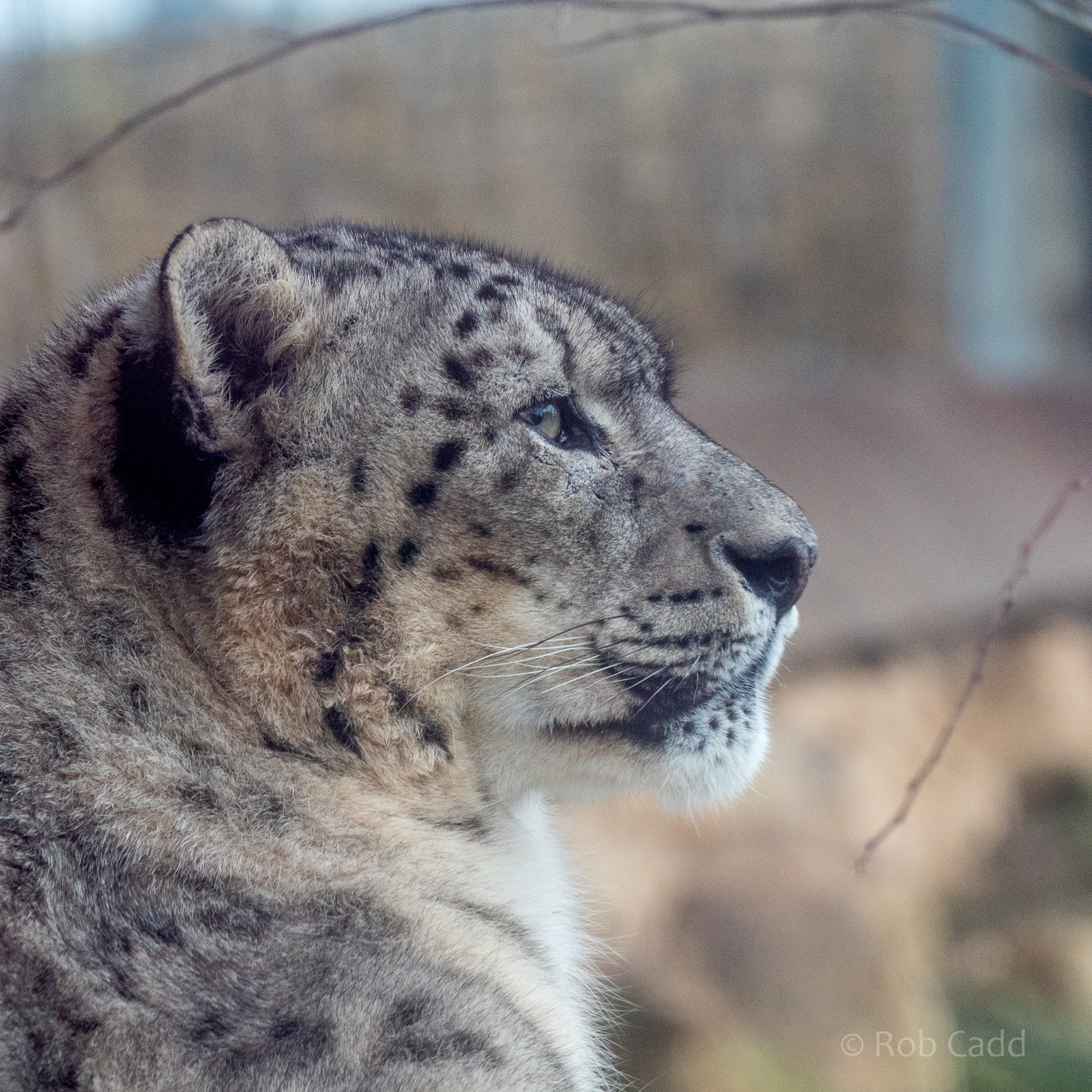 Snow leopard : Twycross : 18 Mar 2017