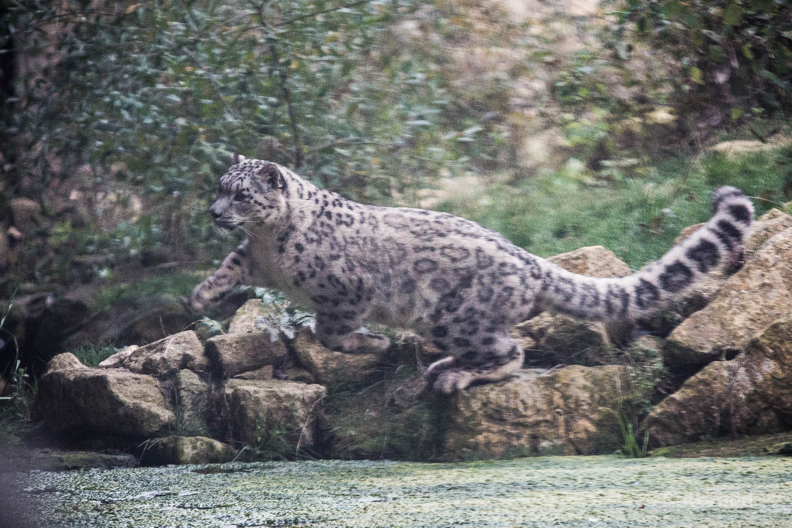 Snow leopard : Twycross : 19 Sep 2014