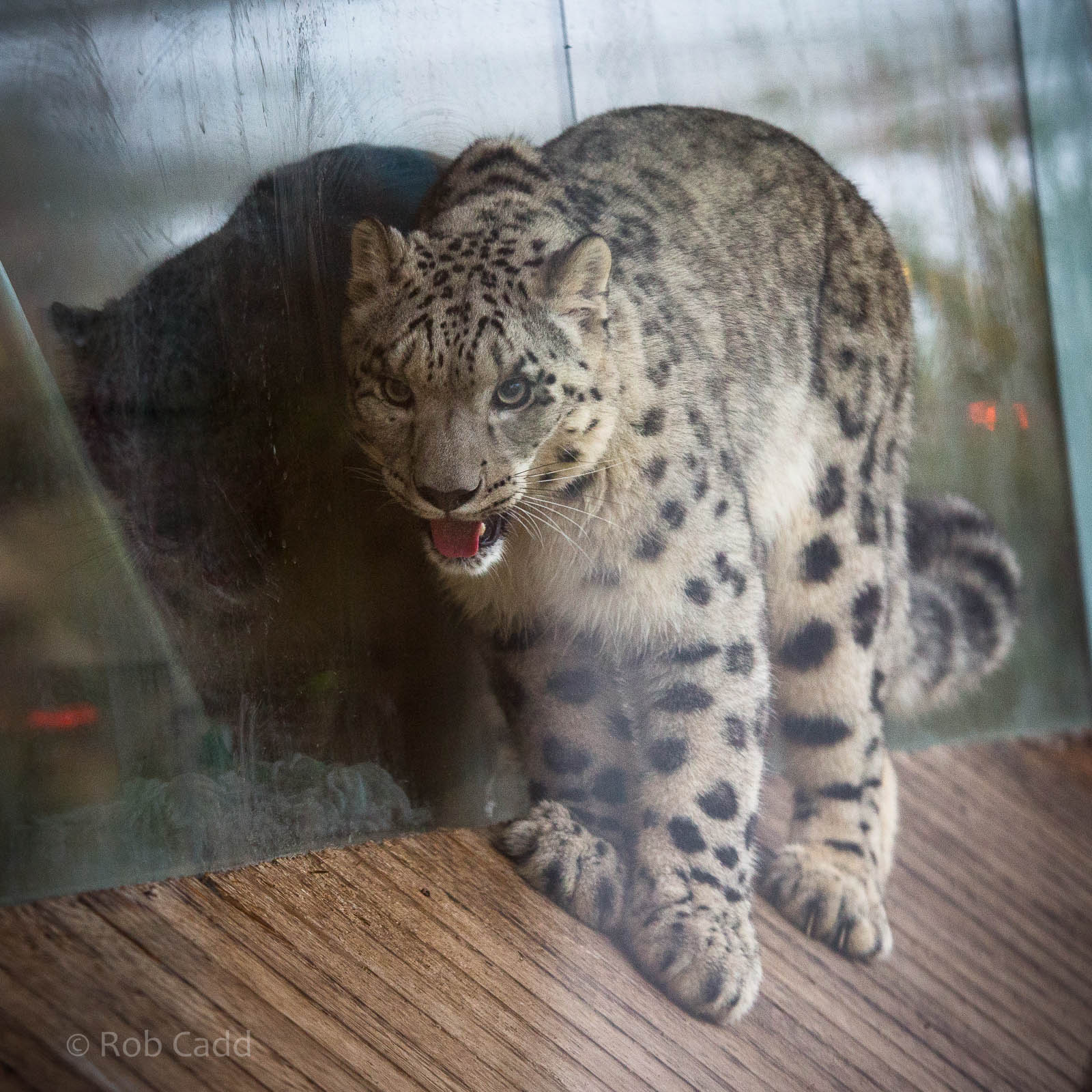 Snow leopard : Twycross : 19 Sep 2014