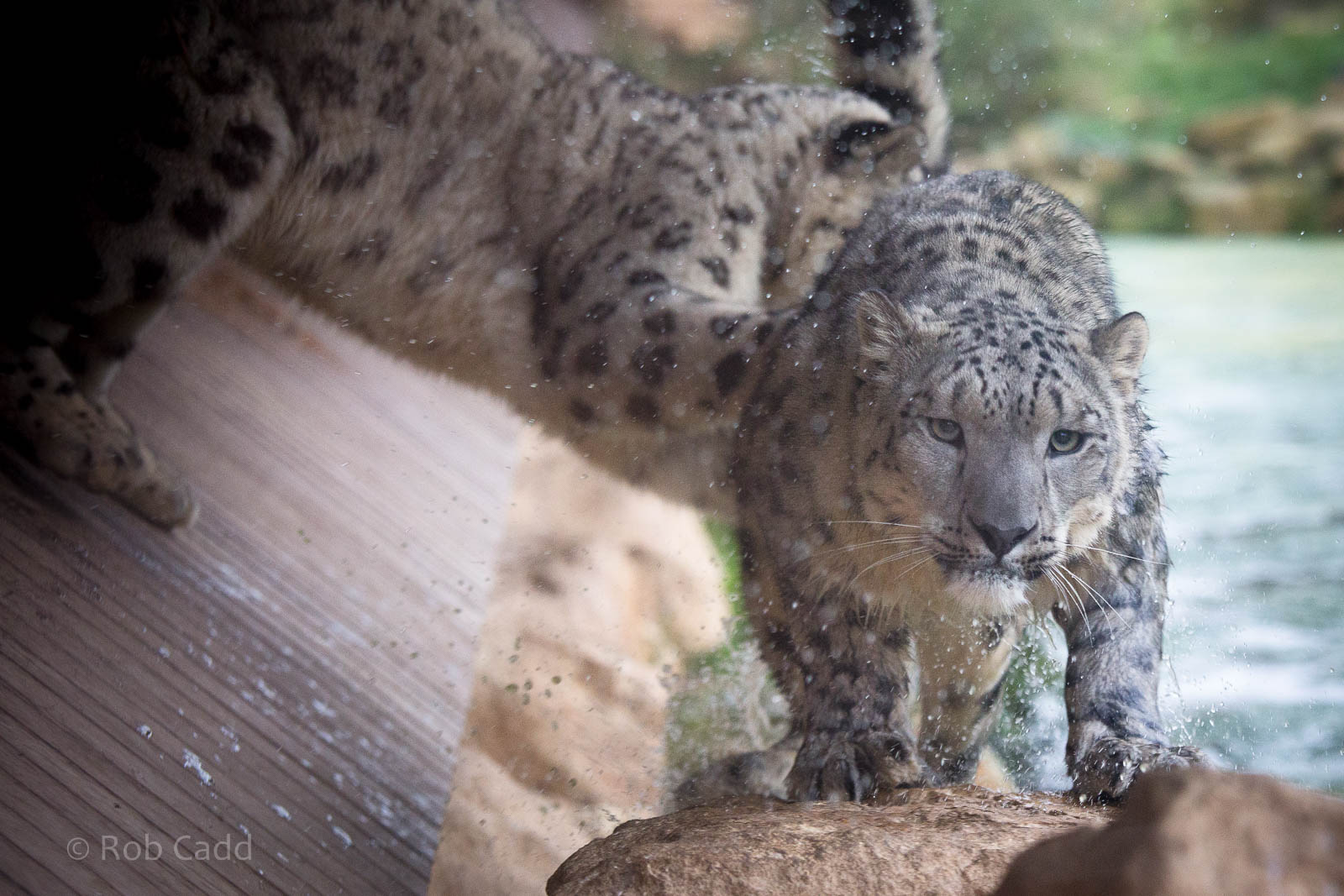 Snow leopard : Twycross : 19 Sep 2014