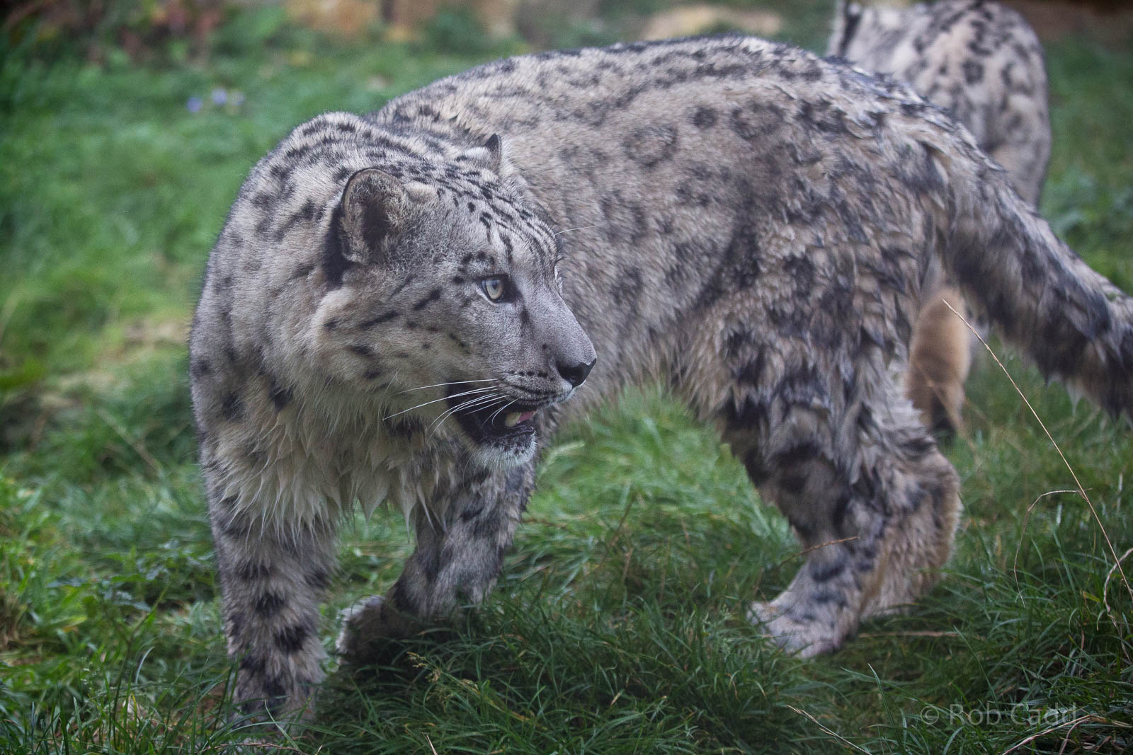 Snow leopard : Twycross : 19 Sep 2014