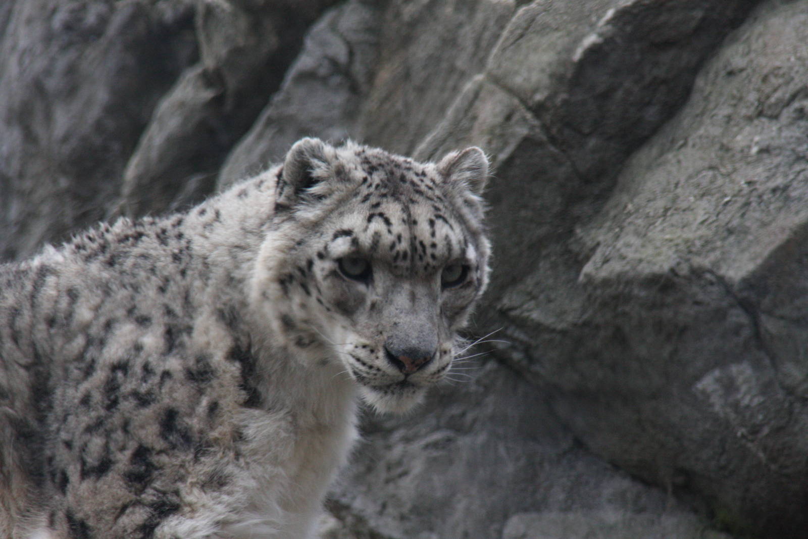 snow leopard (Uncia uncia)