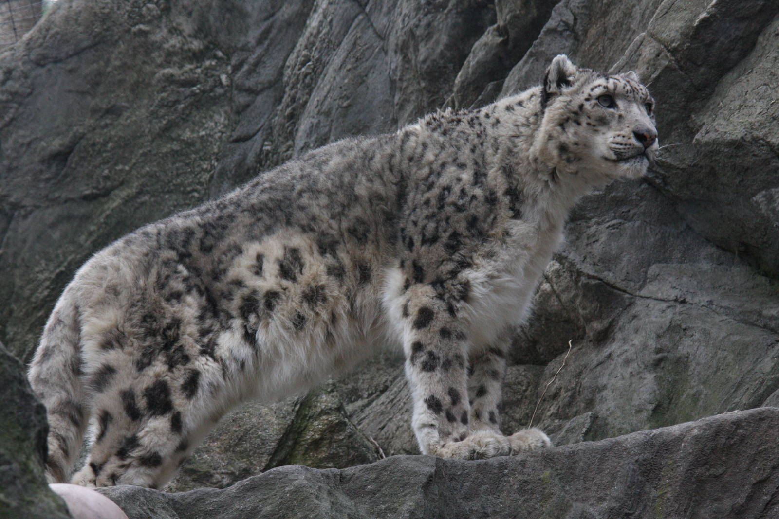 snow leopard (Uncia uncia)