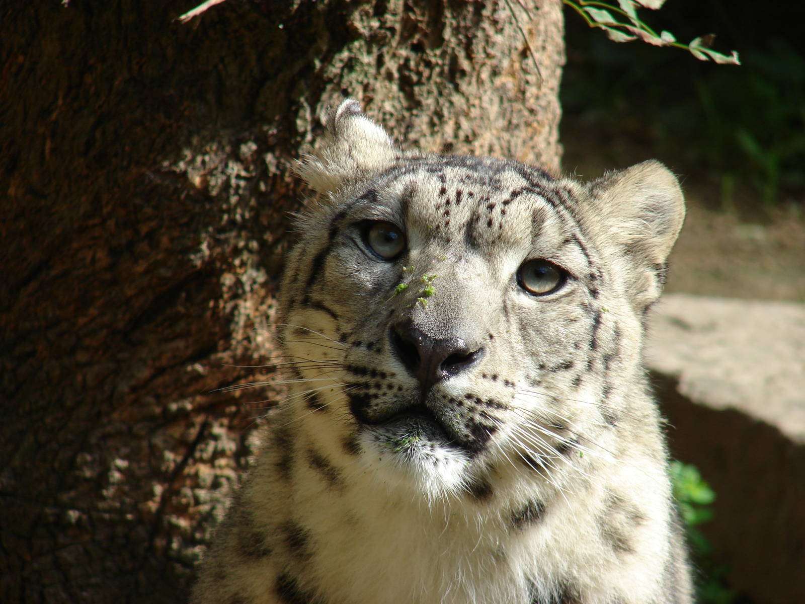 Snow leopard (Uncia uncia)